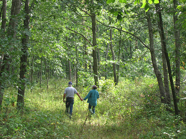 Healthy trees with straight trunks 9 feet or taller were banded and saved. The smaller trees around them, within approximately a 9-foot diameter, were cut down to allow the best trees to thrive. (DTN/The Progressive Farmer photo by L.S. Leonard)